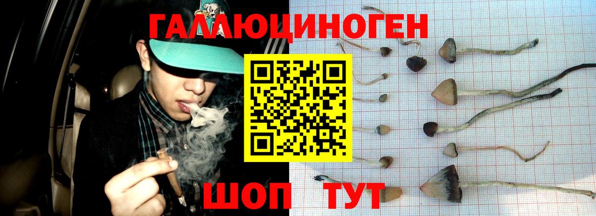 Псилоцибиновые грибы Cubensis  Вход с VPN  Горно-Алтайск 